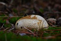 Potato bovist between sprigs