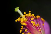 Makrofotografie von Staubgefäßen und Stempel