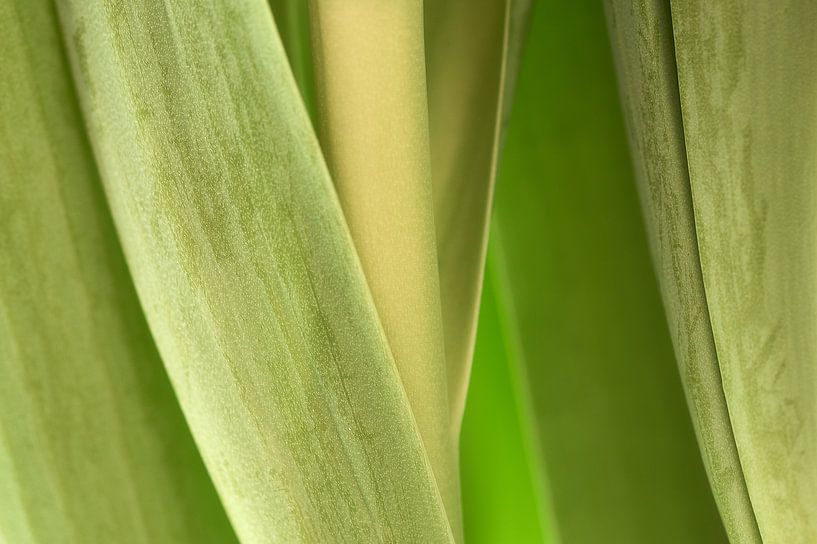 Feuille de tulipes par Ad Jekel