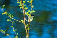 Mésange charbonnière