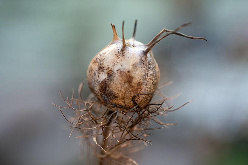 Die Schönheit des Verfalls von Ingrid Aanen