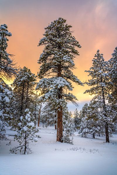 Winter Sunset Forest Photography - National Park Nature Picture by Daniel Forster