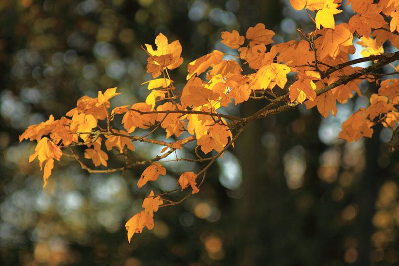 warme herfstkleuren von Peter Sonneveld