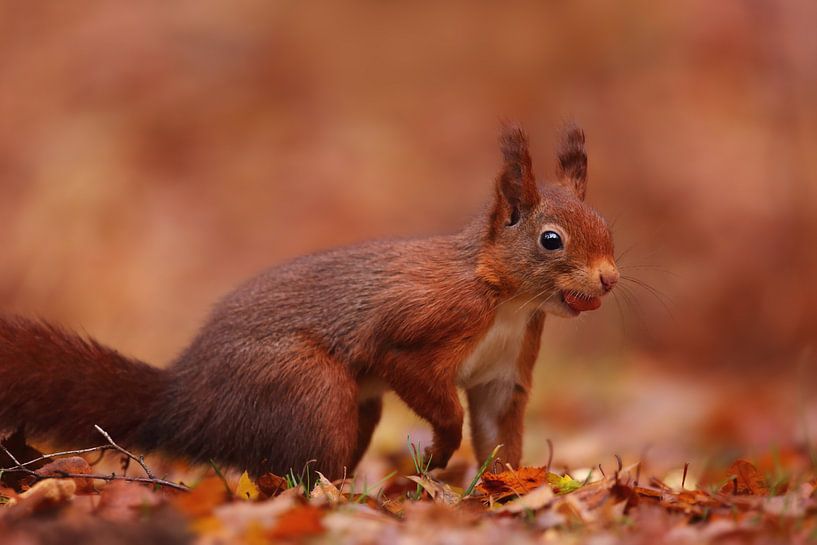Écureuil avec une cacahuète par LHJB Photography