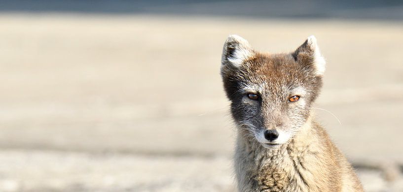 Le renard arctique au centre de l'attention par Senne Koetsier