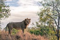 Je regarde autour du lion au Krugerpark