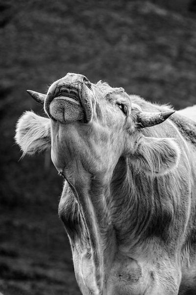 Kuh Blues von LieblingsKuhbilder.de