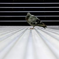 Taube im Streifenspiel.