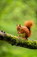 Nibbling Squirrel