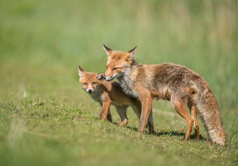 Vos par Harry Punter