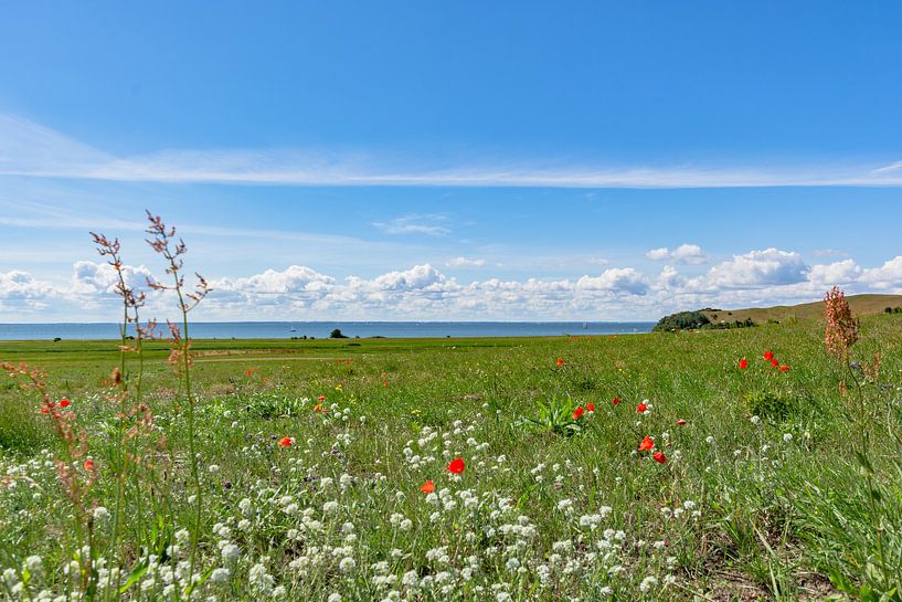 Maïspapaver en weidebloemen, Groß Zicker, Rügen van GH Foto & Artdesign