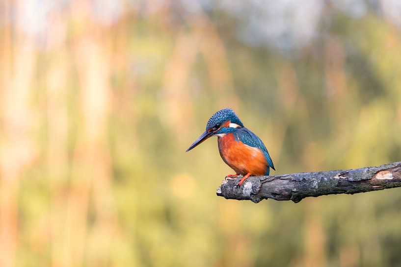 The kingfisher on a branch waiting for a fish by Marga Vroom