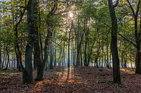 see the sun shining through the trees