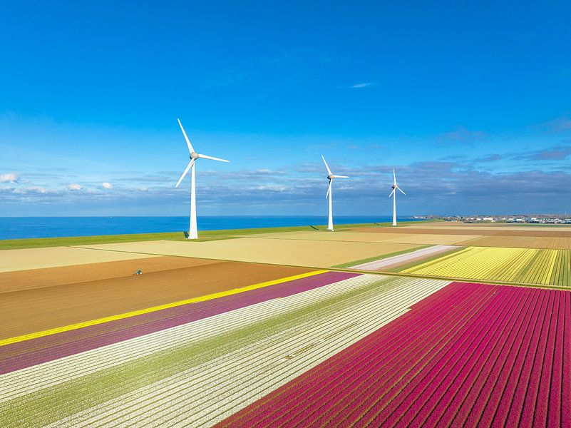 Tulipes dans des champs agricoles avec des éoliennes par Sjoerd van der Wal Photographie