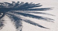 Palm shadow