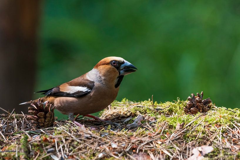 Pinson des pommes par Merijn Loch