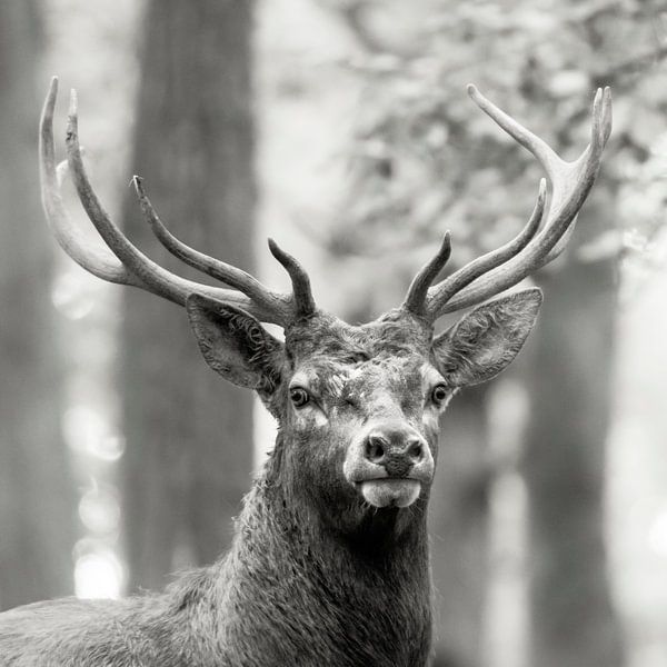 Hirsch von Wildpix imagery