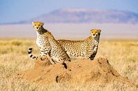 Cheetah's peeking horizon in search of prey