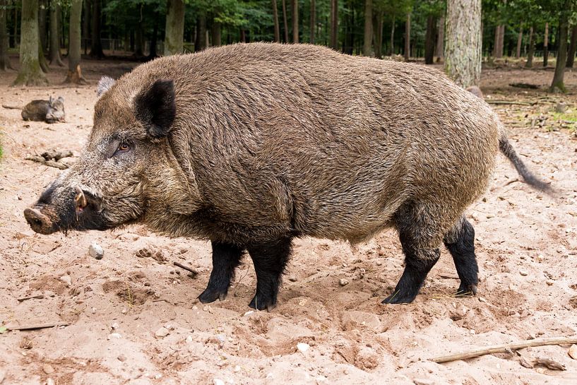 Wild boar by Dennis van de Water