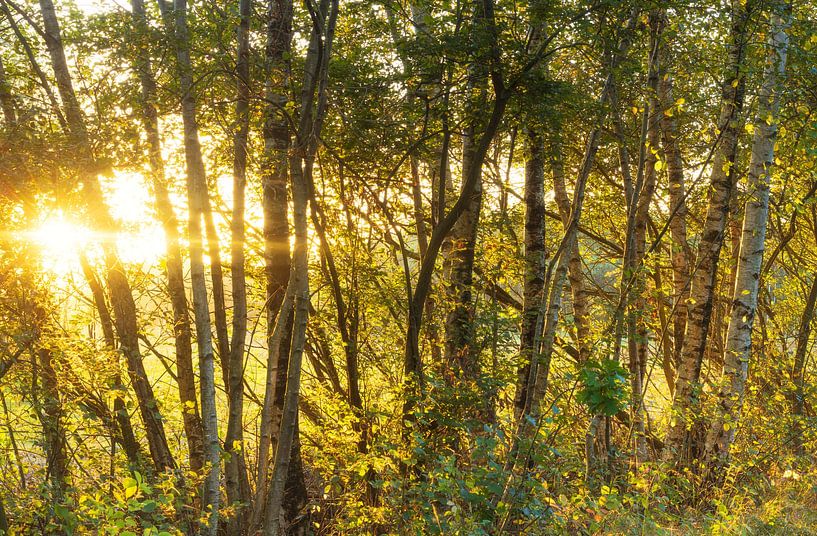 Herbst-Nationalpark Fochteloerveen (Niederlande) von Marcel Kerdijk