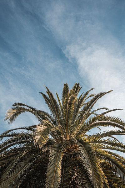 Palm Tree Albufeira Beauté tropicale verticale sous un ciel bleu par Femke Ketelaar