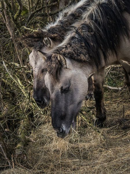 eating konik horses by Andre Bolhoeve