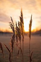 Grass in beautiful evening sun