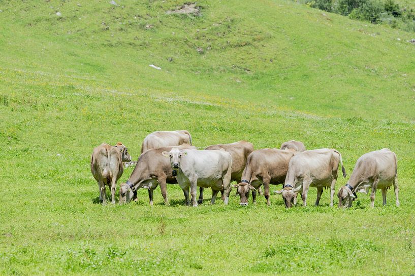 Allgäu Brown Swiss cattle in the Rappenalp valley by Walter G. Allgöwer