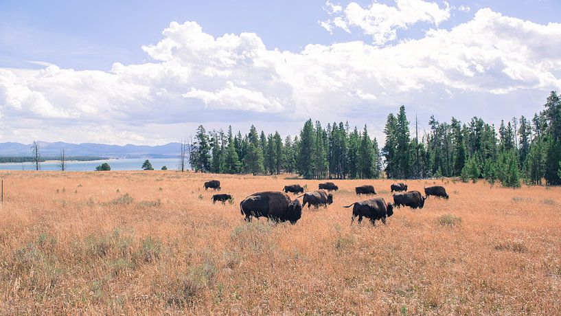 BRUUT par Rutger-Jan Cleiren