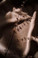 Ein Stillleben von getrockneter Winterschönheit