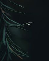 drop of rain on twig