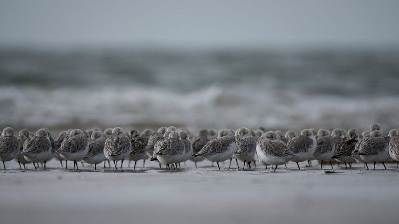 stall walkers beach IJmuiden by Martijn Winkelaar