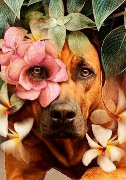 Rhodesian Ridgeback par Dagmar Behrens