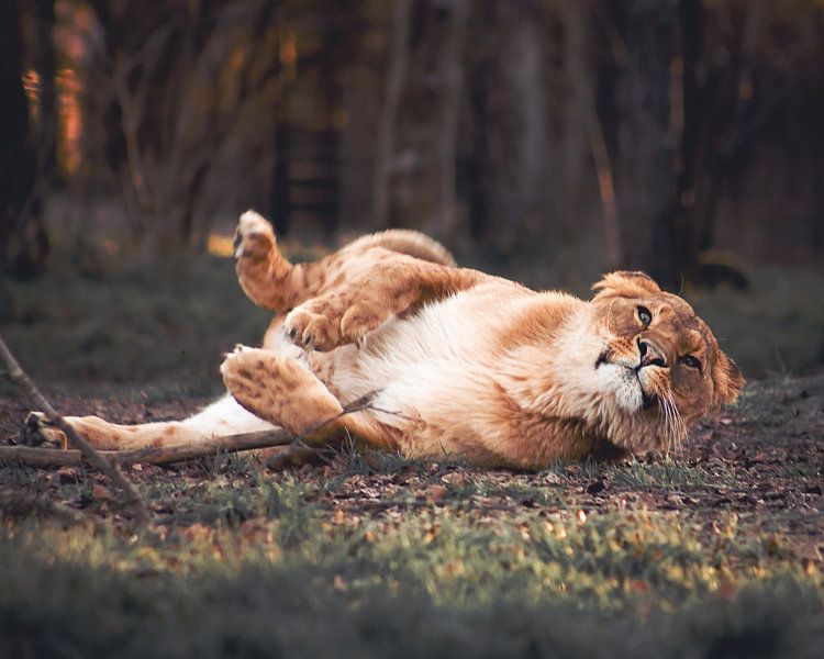 Was guckst du denn da? von Sandra Bos