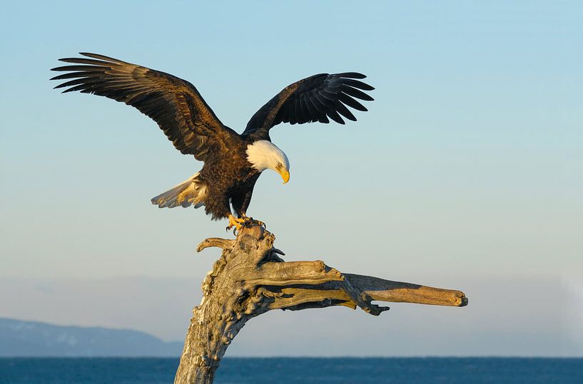 Weißkopfseeadler III von Harry Eggens