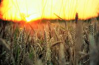 Graan bij zonsondergang