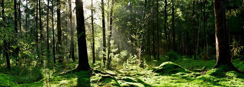 Lichtung im Mischwald von Günter Albers
