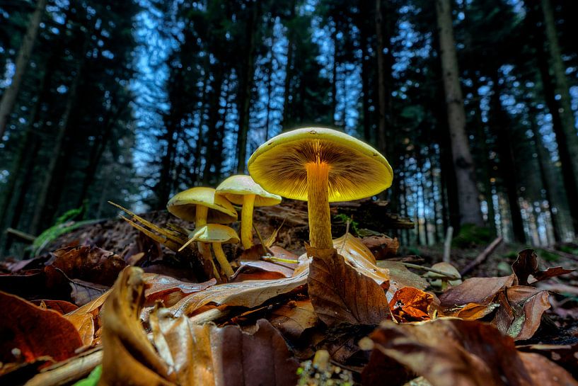 leuchtende Schwefelköpfe von Uwe Ulrich Grün