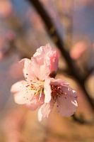 Schnee gegen die Kiefern