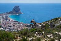 Mountain goat looks at Calpe and the Mediterranean Sea