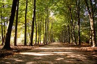 Zonneschijn Bospad 10 - Herfst in Hoenderloo