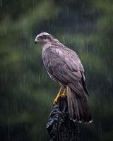 hawk sitting in the rain