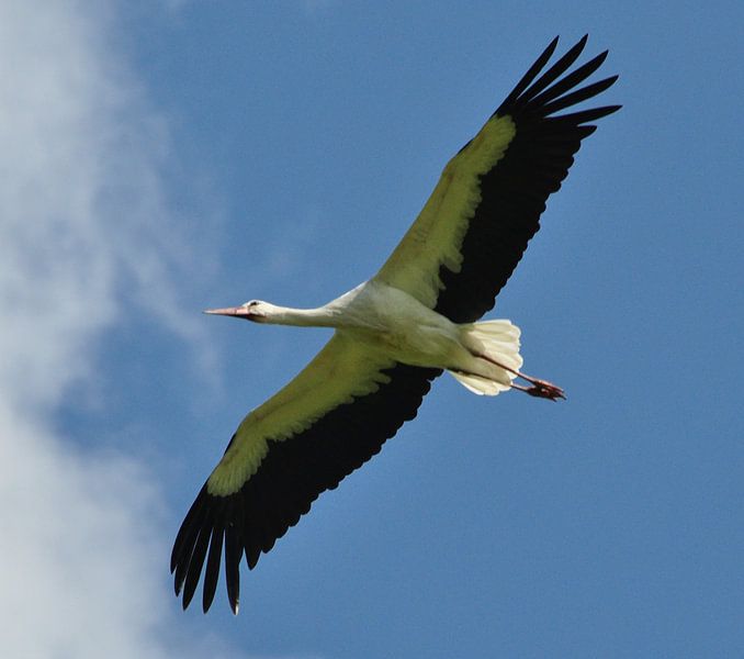 overvliegende ooievaar von Marten Wieringa