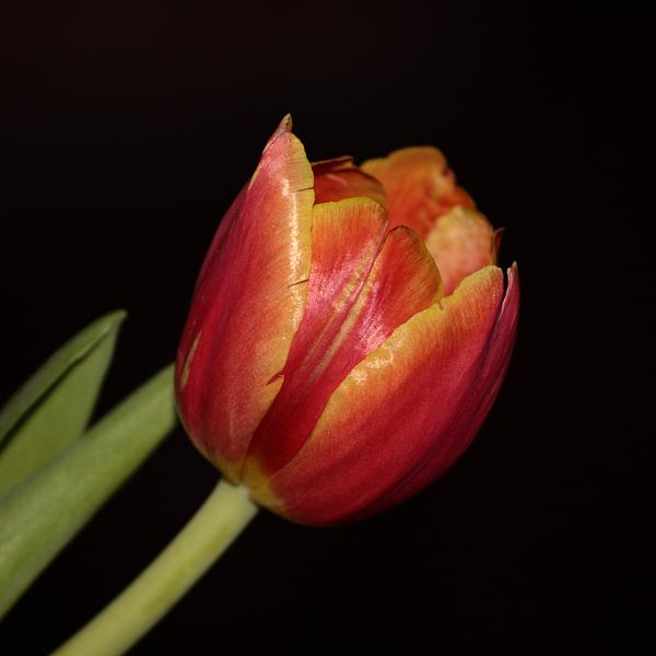 Tulip by night. par Sander Maas
