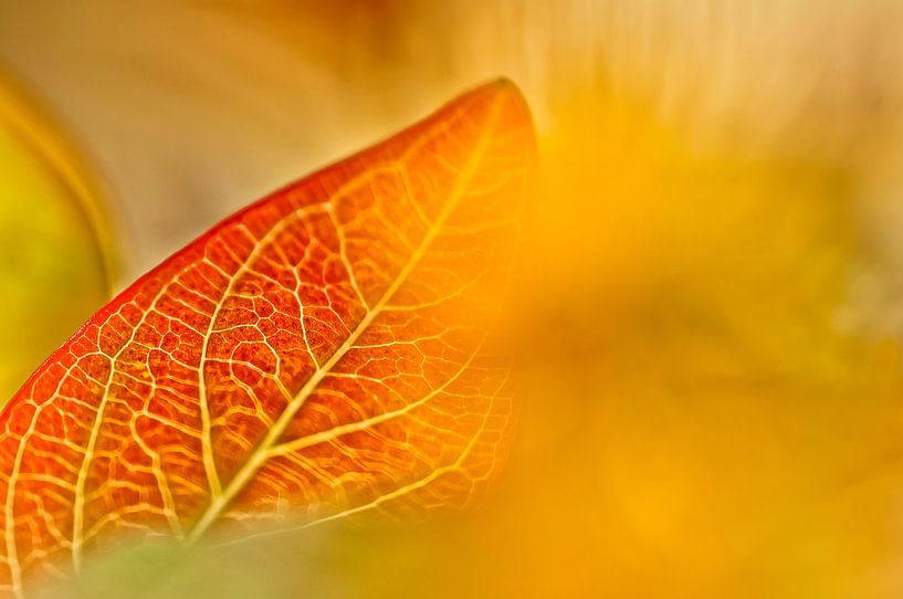 Minimalismus in der Natur von Ellen Driesse