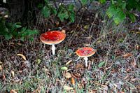 Die Farben des Herbstes in unterschiedlicher Pracht