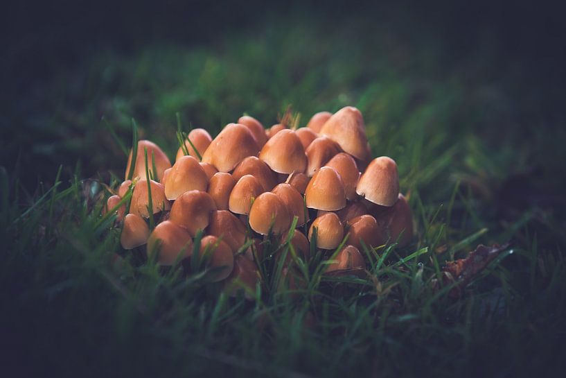 Réunion sur les champignons par Reversepixel Photography