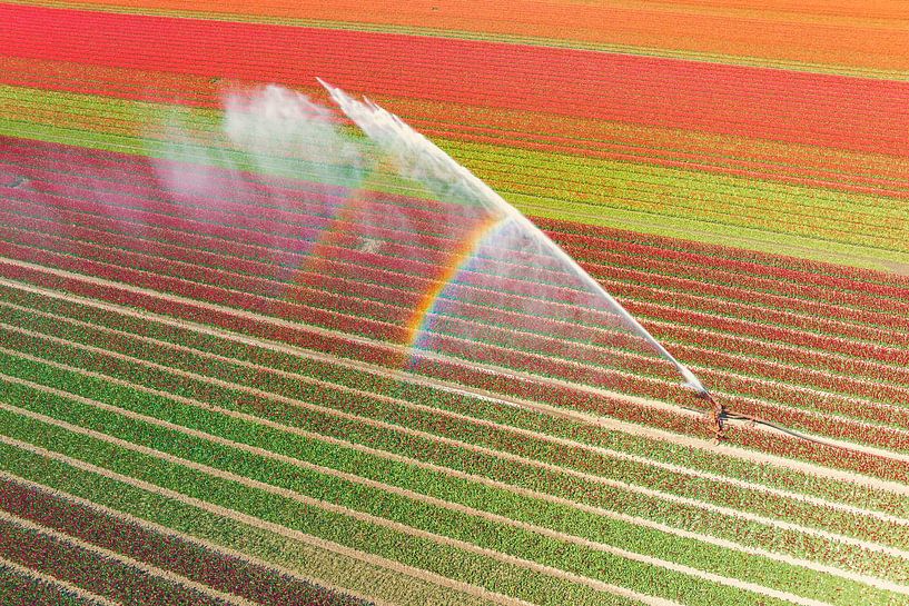Tulpen auf einem Feld, das mit einer landwirtschaftlichen Beregnungsanlage besprüht wird von Sjoerd van der Wal Fotografie