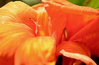 Tropische bloem canna