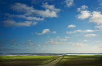 Grazing cows in the salt marshes